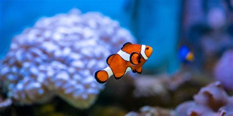 cá nemo | 10 Kinh Nghim Nui C H Ocellaris