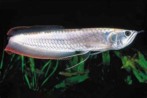 Cá Ngân Long là gì? Cùng tìm hiểu về cá Ngân Long