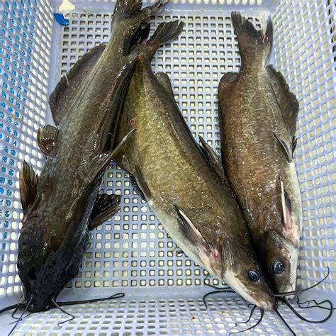 cá ngạnh | Cch ch bin c ngnh thnh nhiu