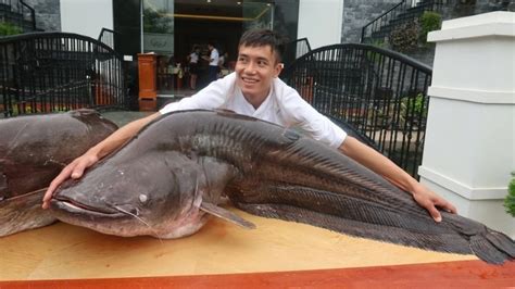 cá nheo | C nheo l c g C phi