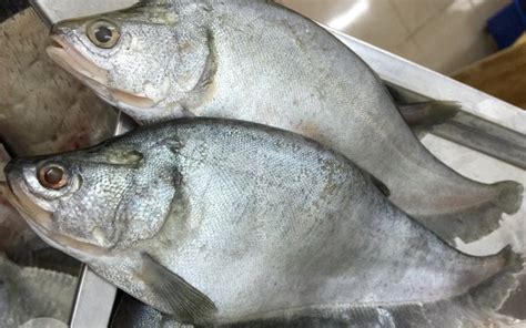 cá thác lác | C thc lc c my loi Bao