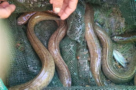 cá trình | C chnh l g Li ch ca