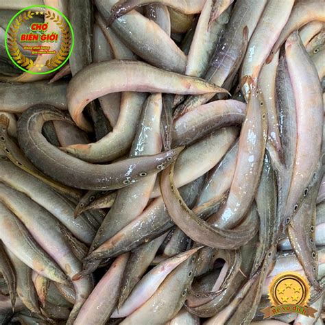 cá trạch | Cch chn c chch ti ngon tht