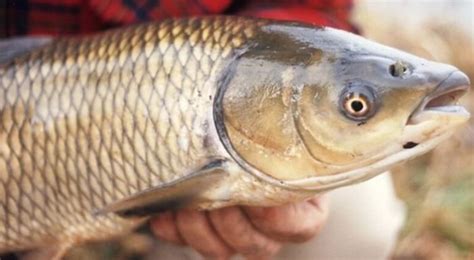 cá trắm | Tng hp cc mn lm t C