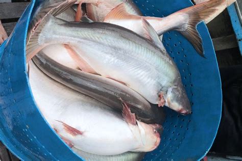 cá tra | C tra v c im sinh trng