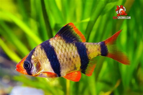 cá xecan | C Xecan Xanh Thy Sinh Tm