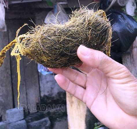 cát lợn | S tht v cng dng ca ct