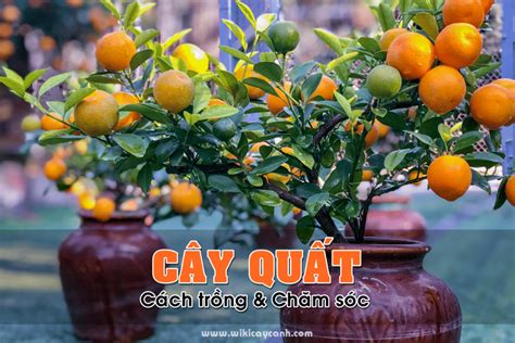 cây | Trong nh t 5 loi cy cnh