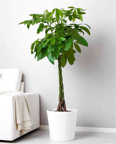 cây cảnh | Trong nh t 5 loi cy cnh