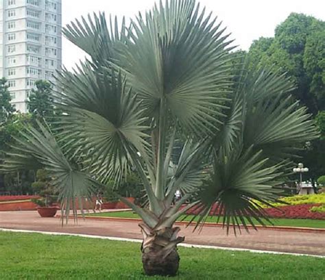 cây cọ | Cy C Nht Cy Cnh Phong Thy