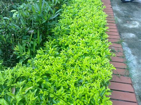 cây chuỗi ngọc | Cy chui ngc c im ngha cch