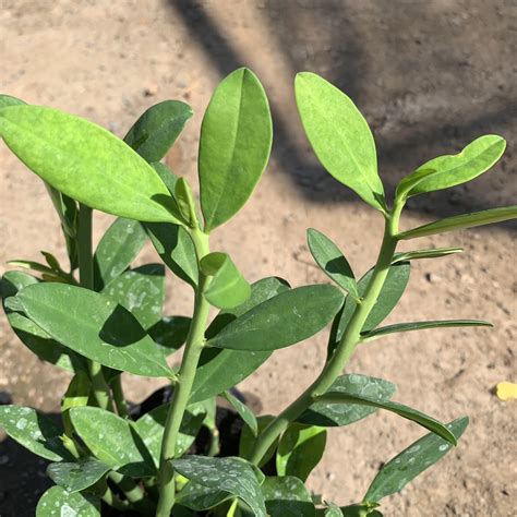 cây thạch anh | Cy thch anh v kh nng tr