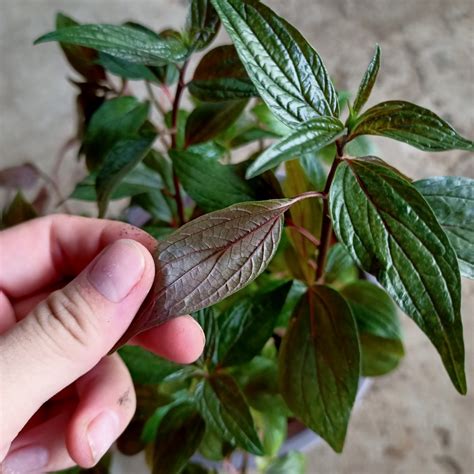 cây thuốc | 70 cy thuc nam theo quy nh