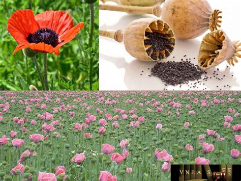 cây thuốc phiện | Anh tc cy thuc phin Cy thuc