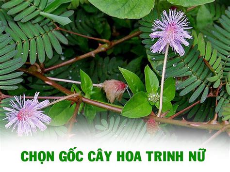 cây trinh nữ | Cy trinh n c im v cng