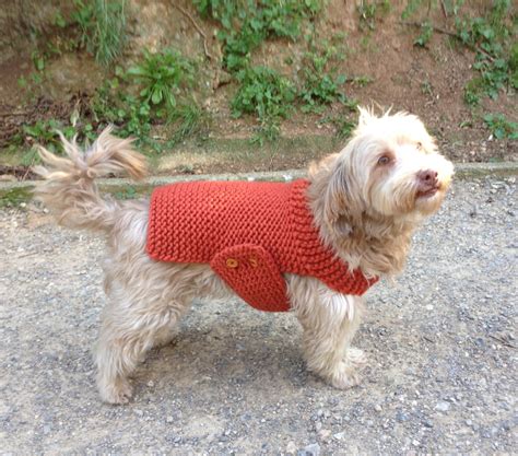 Cómo tejer un jersey para perros con dos agujas: una guía paso a paso