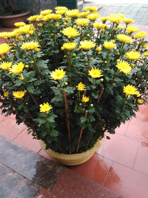 cúc | Tng quan v cy hoa cc ASIA