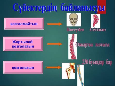 th?q=cүйек+жігі+арқылы+байланысатын+сүйек+сүйектердің+байланысу+типтері+слайд