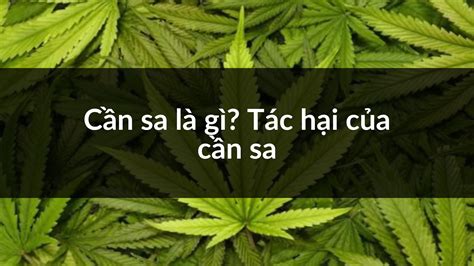 cần sa | Tc hi ca cn sa khi s