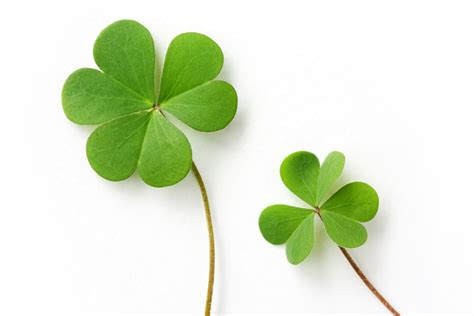 cỏ 3 lá | C ba l Tng quan c im