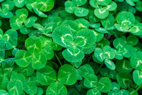 cỏ ba lá | Tm hiu ngha c ba l b