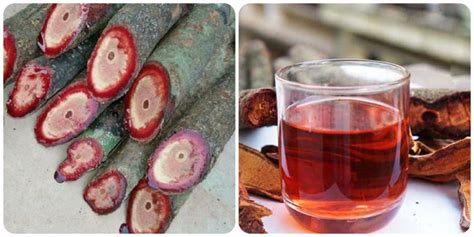 cỏ máu | Dc liu cy c mu c im