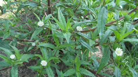 cỏ mực | Tc dng ca cy c mc i