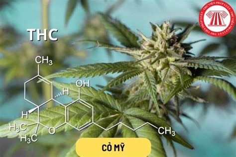 cỏ mỹ | C M him ha e da gii