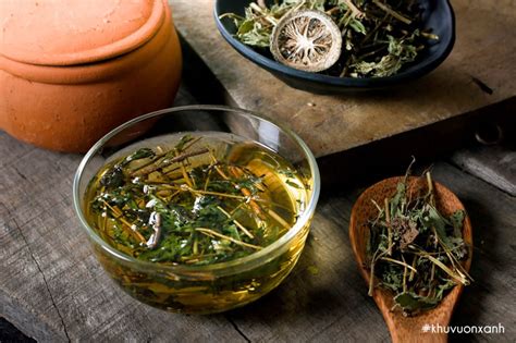 cỏ ngọt | Cy c ngt l g Nhng li