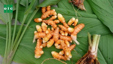 củ nghệ | 9 tc dng qu ca c ngh