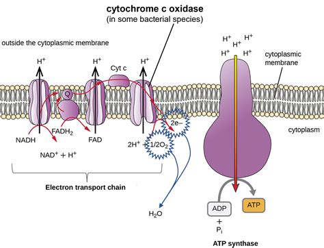 C Diagram