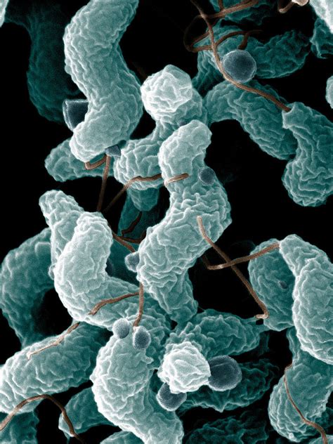 C Jejuni Bacteria