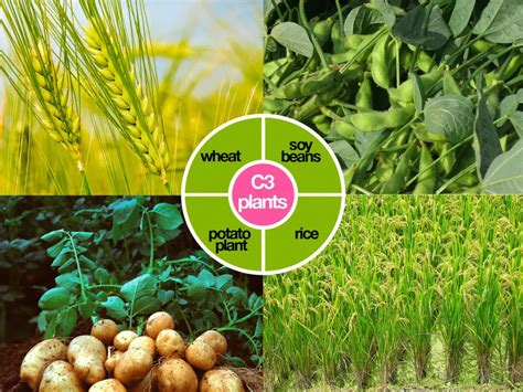 C3 Plants Examples