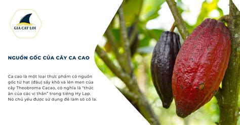 ca cao | Ung cacao c tt khng Cc tc