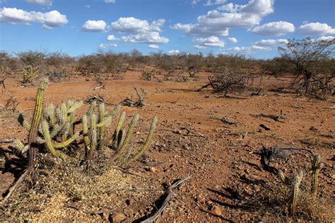 caatinga ecosysteem