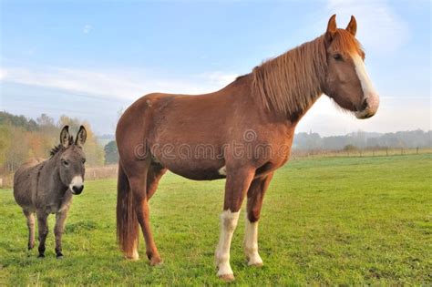 Caballo Con Burro