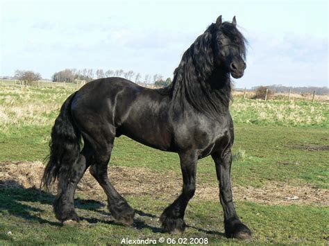 Caballo Frisón Precio