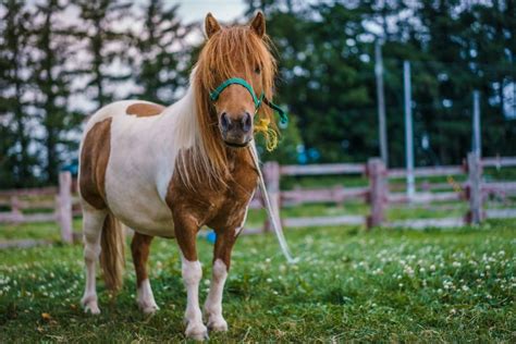 Caballos Poni