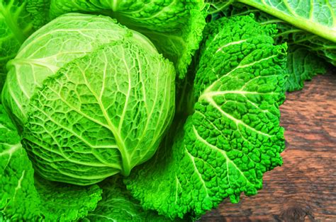 cabbage | CABBAGE F1 BC38 Asian and tropical vegetable