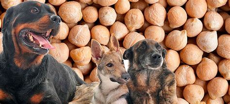 Cachorro Pode Comer Grao De Bico