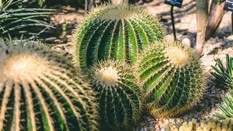 cactus 발음