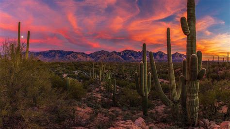 cactus desert