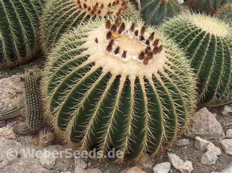 cactus engels vertaling