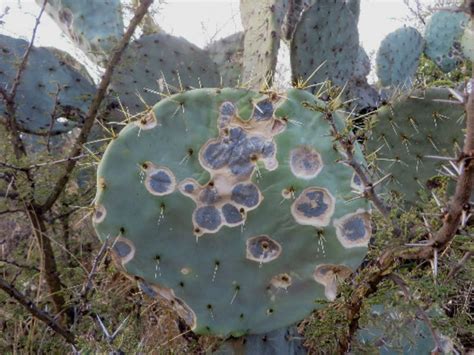 Cactus Fungus Disease Cure