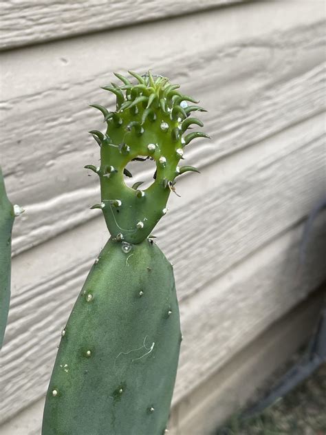 cactus has a hole in it