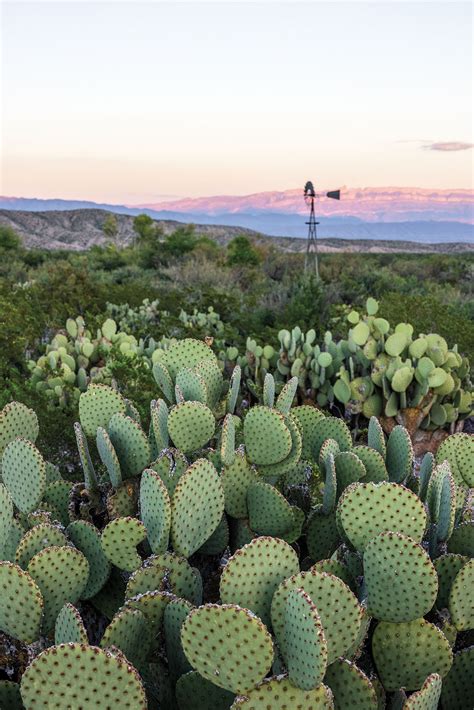 cactus texas