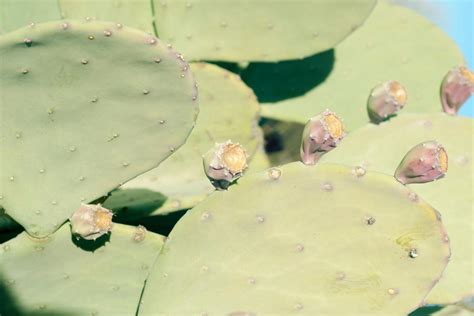 Cactus Without Spines