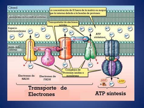 Cadena De Transporte De Electrones