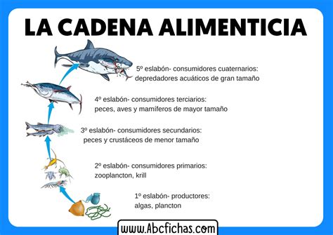 Cadena Trofica Acuatica