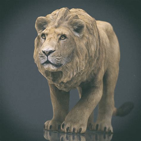 Cadre Lion 3d    - Cadre Lion 3d